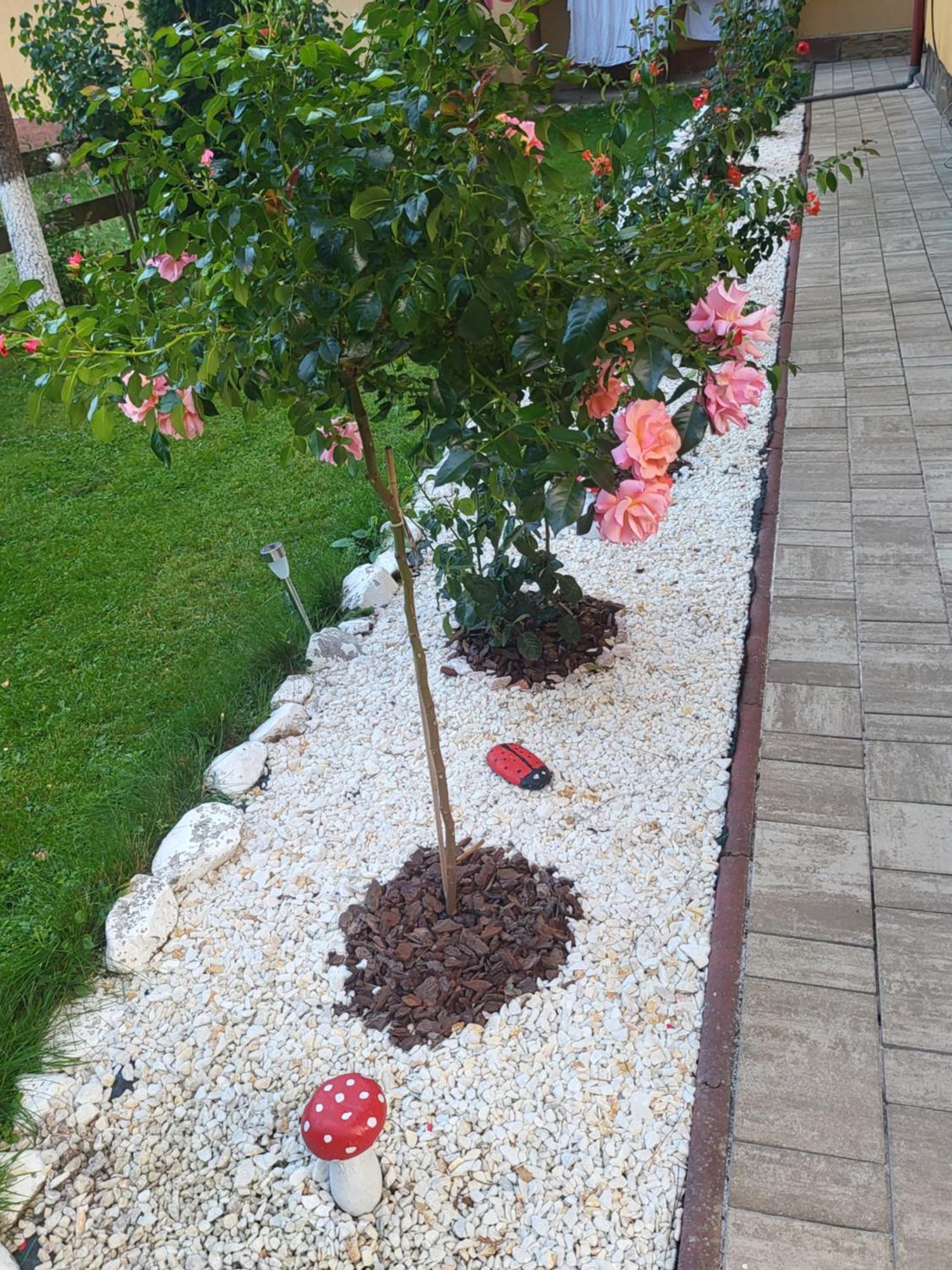 Pensiunea Gianina Arieşeni Exterior foto